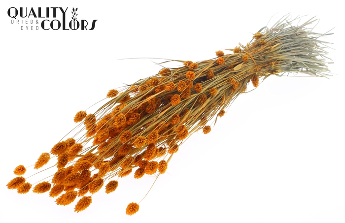 <h4>Phalaris per bunch Apricot</h4>