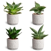 Dune Sand, Dwarf Collection