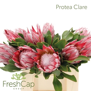 PROTEA CY CLARE