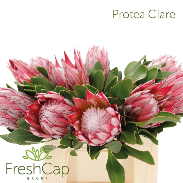<h4>PROTEA CY CLARE</h4>