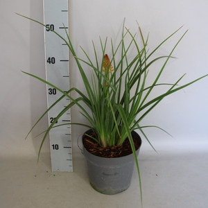 vaste planten 19 cm  Kniphofia Pyromania Orange