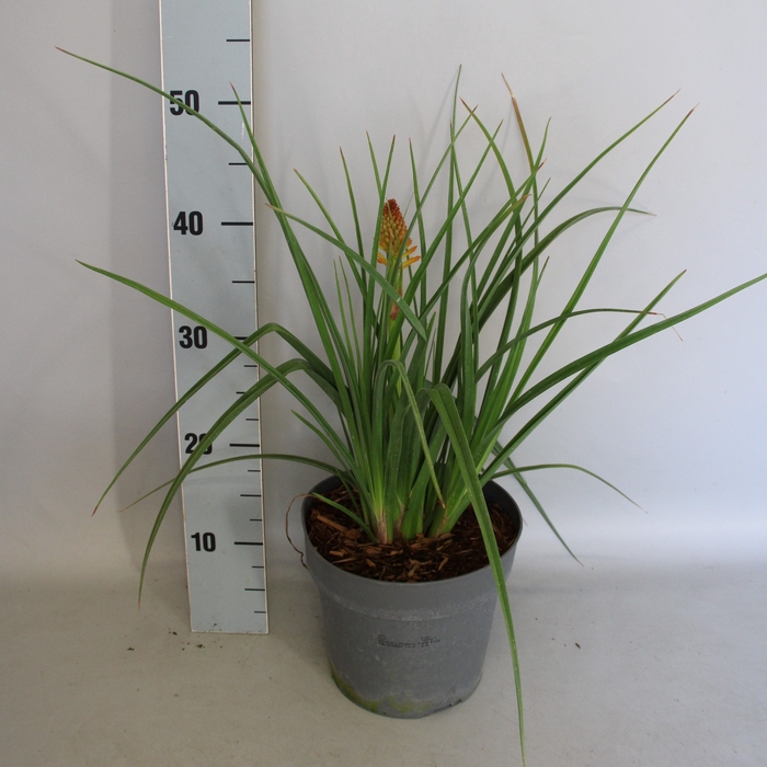 <h4>vaste planten 19 cm  Kniphofia Pyromania Orange</h4>