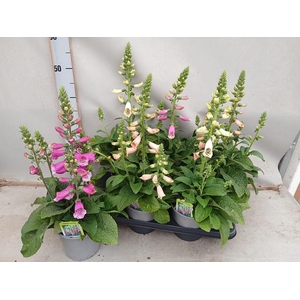 DIGI PURPUREA