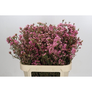 Chamelaucium Sarah's Delight