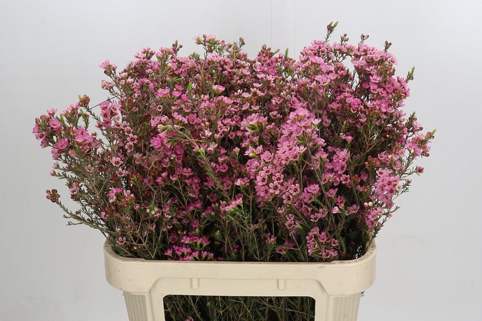 <h4>Chamelaucium Sarah's Delight</h4>