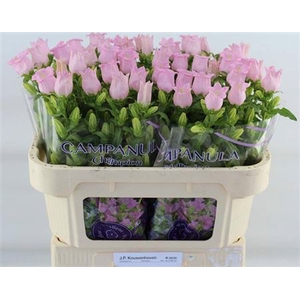 Campanula medium 'Campana Pearl Pink'