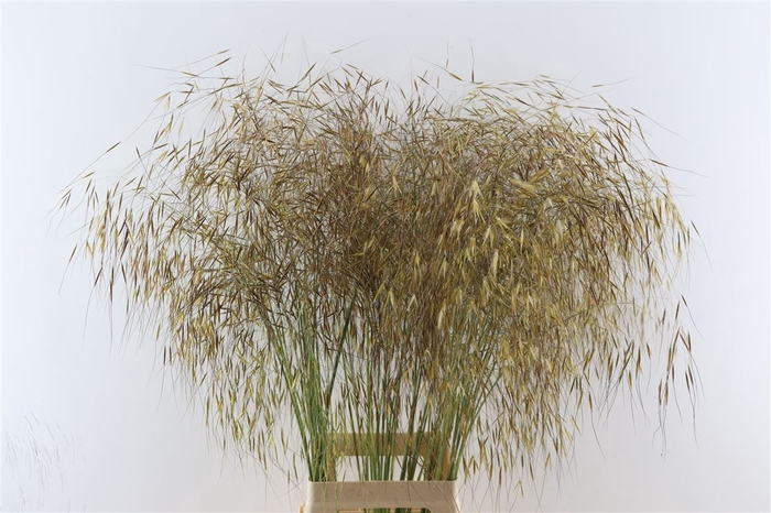 Siergras Stipa Gigantea