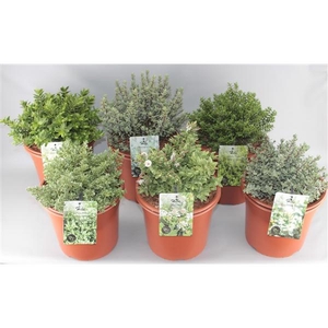 Hebe Mix C5 kleinbladig