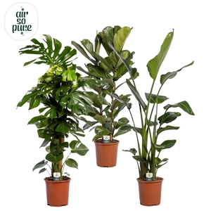 Groen Mix p27 LUXE (Air So Pure)