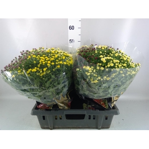 Chrysanthemum  'Jasoda'  ..mix /pot