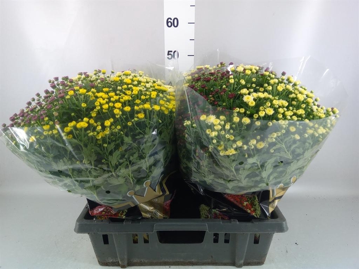 <h4>Chrysanthemum  'Jasoda'  ..mix /pot</h4>