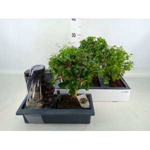 Bonsai   ...mix