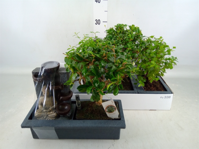 <h4>Bonsai   ...mix</h4>