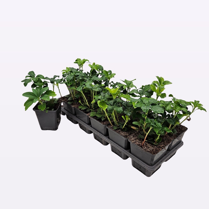 <h4>Pachysandra Terminalis 'Green Sheen'</h4>