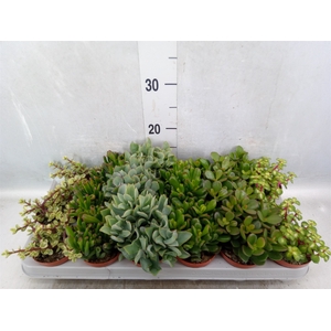 Crassula   ...mix