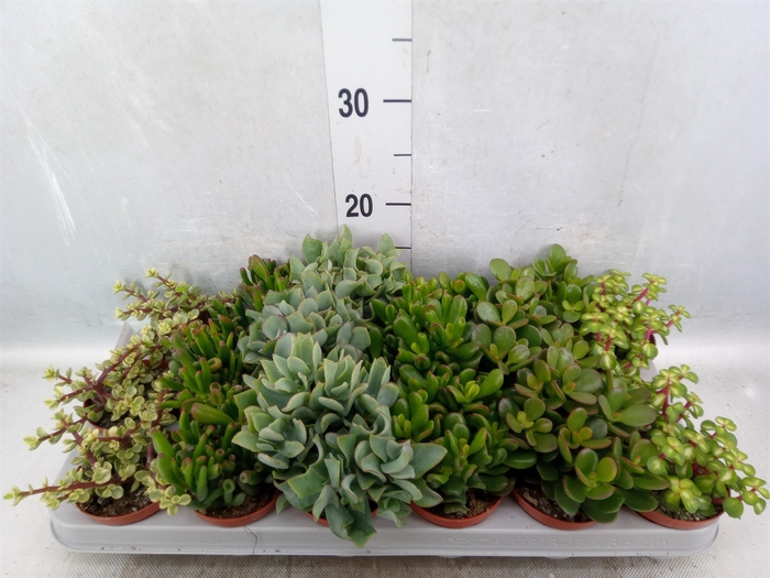 <h4>Crassula   ...mix</h4>