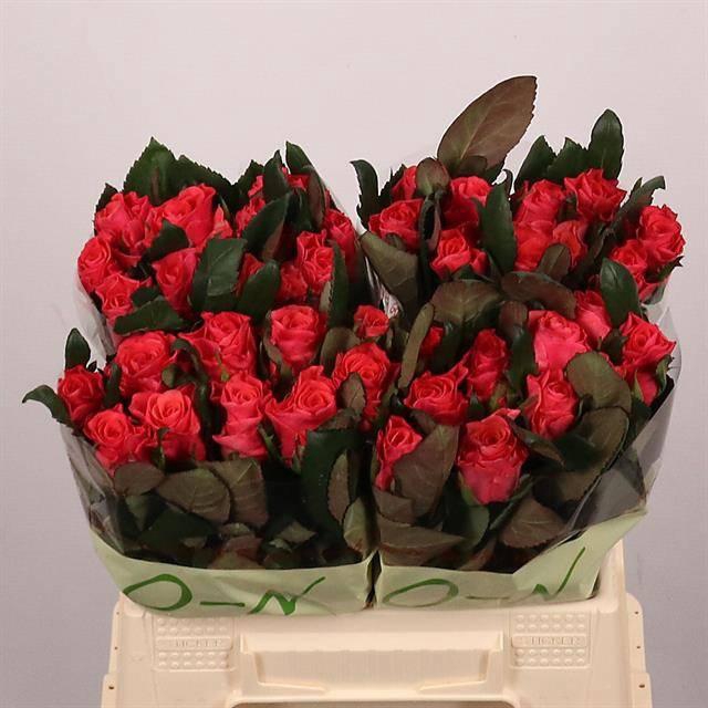 <h4>R GR PINK TACAZZI+</h4>