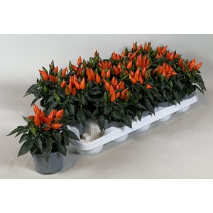Capsicum annuum Salsa Dark Orange