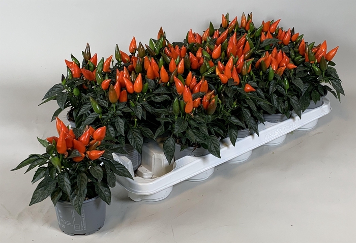 <h4>Capsicum annuum Salsa Dark Orange</h4>