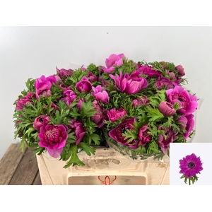 ANEM CO FSTAR B ROSE