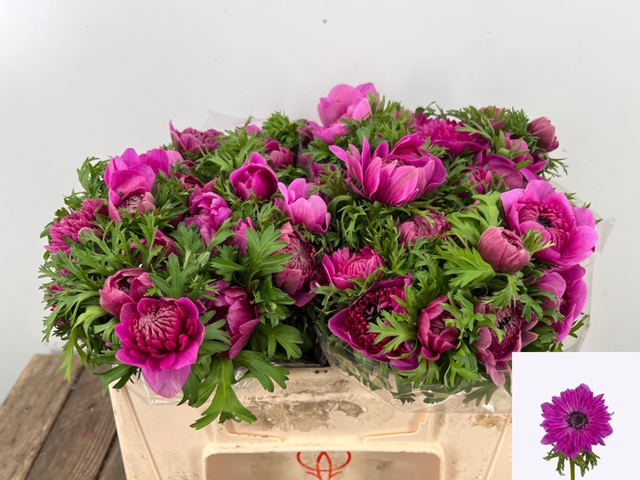 <h4>ANEM CO FSTAR B ROSE</h4>