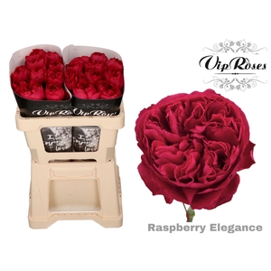 R GR RASPB ELEGANCE x 20