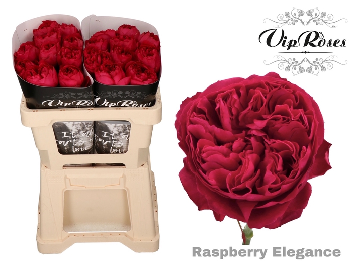 R GR RASPB ELEGANCE x 20
