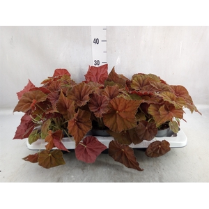 Begonia BD 'Beleaf Amber Love'