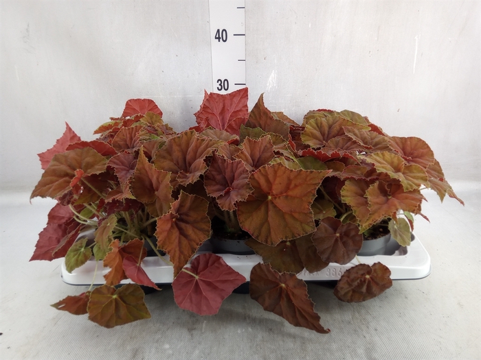 Begonia BD 'Beleaf Amber Love'