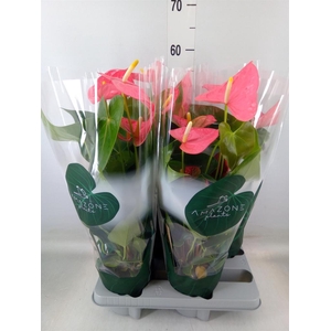 Anthurium andr. 'Colorado'