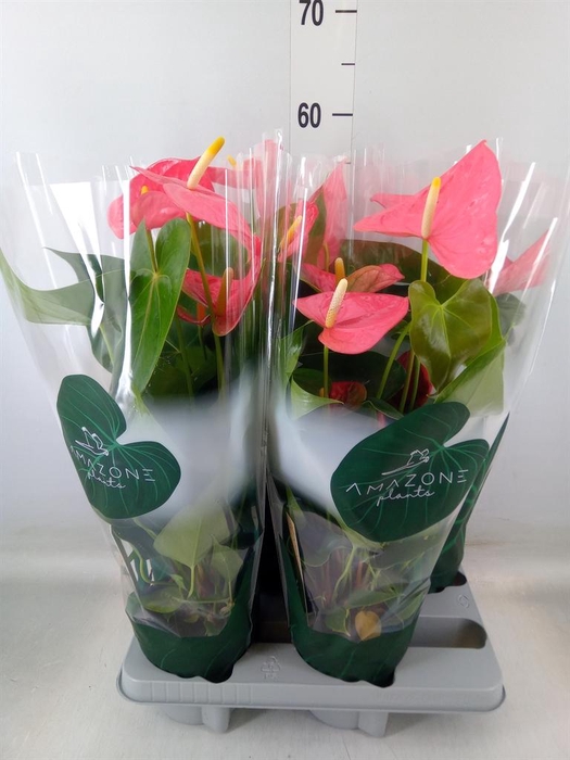 <h4>Anthurium andr. 'Colorado'</h4>