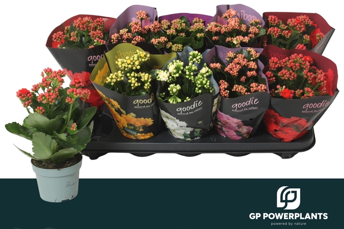 <h4>KAL GE PERF GEM 5 KL</h4>