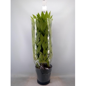 Fatsia japonica 'Variegata'