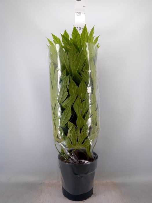 <h4>Fatsia japonica 'Variegata'</h4>