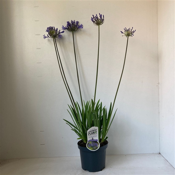 <h4>Agapanthus 'Dr Brouwer'</h4>