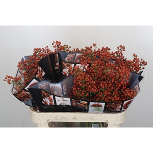 Rozenbottel Autumn Rosefruits