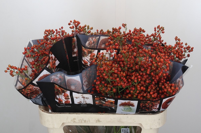 Rozenbottel Autumn Rosefruits