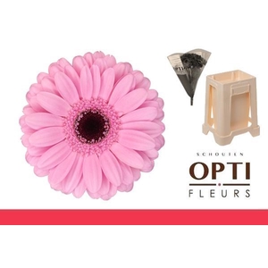 Germini Talent Water