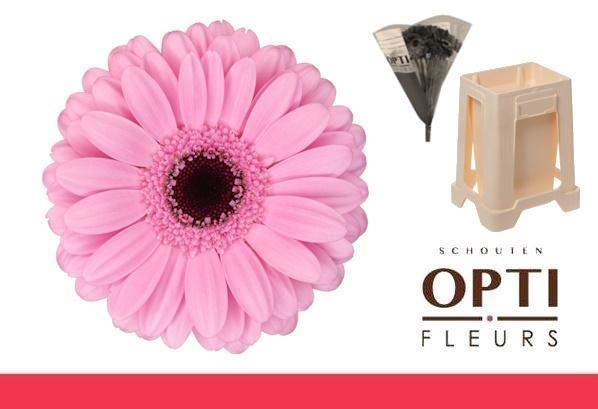 <h4>Germini Talent Water</h4>