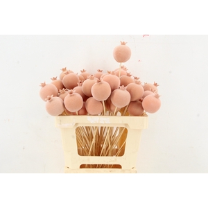 Stick Pomegranate Fl. Ø7 Peach