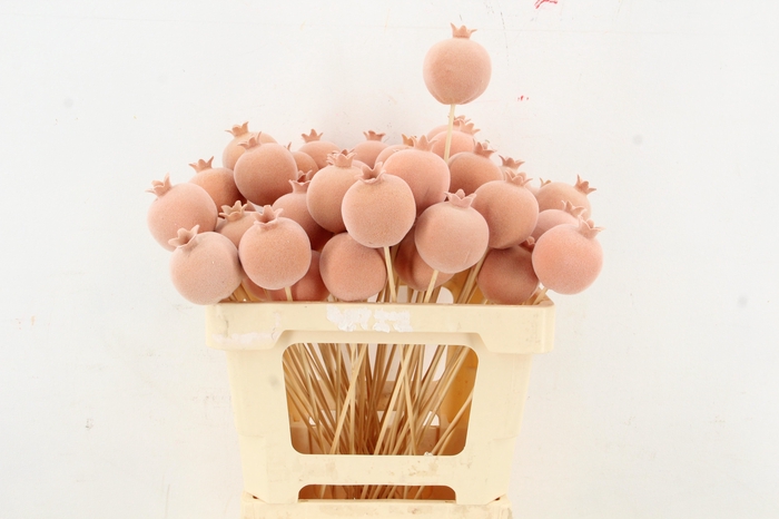 <h4>Stick Pomegranate Fl. Ø7 Peach</h4>