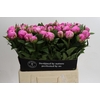 Paeonia Dr Alexander Fleming