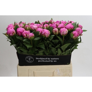 Paeonia Dr Alexander Fleming