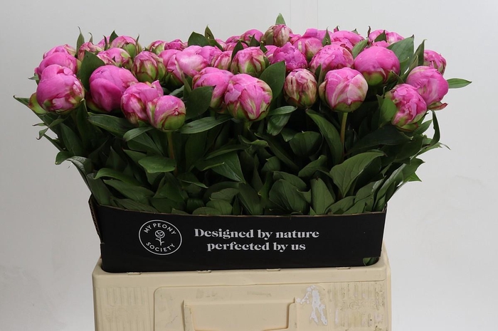 <h4>Paeonia Dr Alexander Fleming</h4>