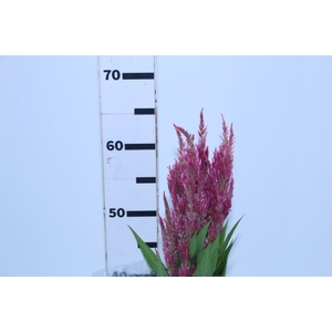 CELOSIA PLUMOSA 060 CM ROSA