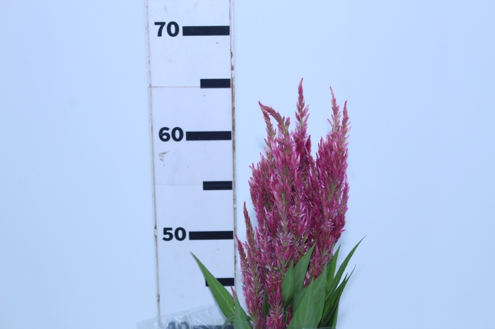CELOSIA PLUMOSA 060 CM ROSA