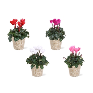 Collectie 'Precious' - Cyclamen in Smartcup Jen (Kerst)