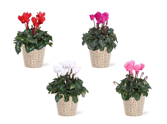 <h4>Collectie 'Precious' - Cyclamen in Smartcup Jen (Kerst)</h4>