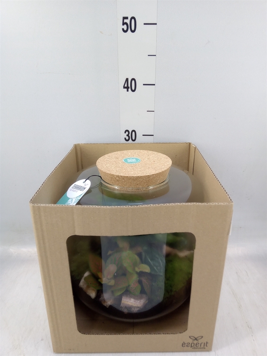 <h4>Arr.   Planten H%</h4>