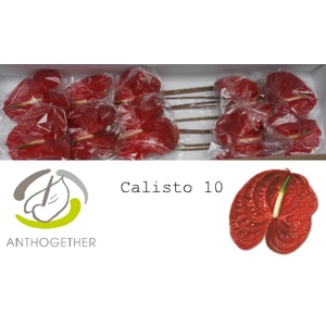 Anthurium Calisto